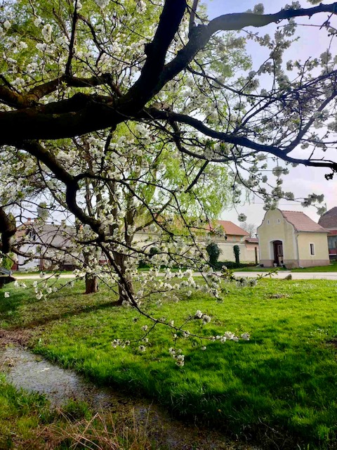 Dervár Júlia - Virágba borult a Fülesi utca